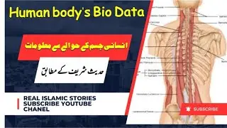 Humansbody Biodata chip in Backbone Science Islam Quran Explain in Urdu Hindi @real_islamic_stories