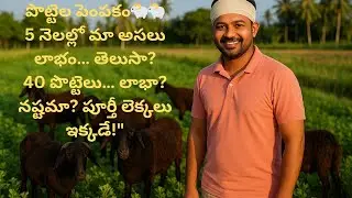 40 Sheeps lo ఎంత లాభం? Sheep Farming Full Details! 5 నెలల్లో ఎంత ఆదాయమొచ్చిందో తెలుసా? 😳🐑