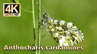 Orange tip (Anthocharis cardamines)