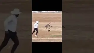 ANIMALS ENTER IN GROUND PT.3 !!