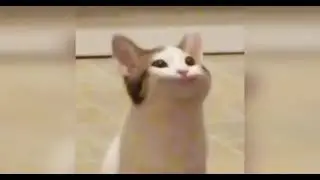 Pop Cat 33 speed | MEM |