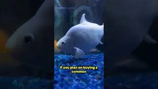 MASSIVE white goldfish