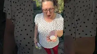 16 Week Old Chicken Lays First egg‼️#chicken #backyardfarming #diy #freerangechickens #chickencoop