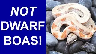 NOT a Dwarf Boa!