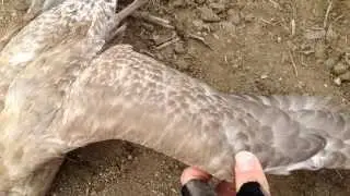 Bird - Analysis of how a gull wing folds and extends