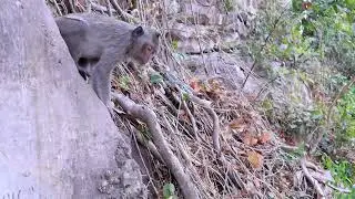 🌟 Watch as Our Adventurous Monkey Navigates the Twisted Tree Roots to the steps!🌟