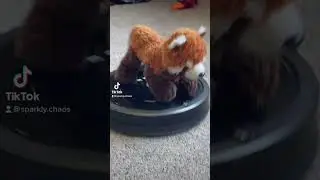 #bugatti #comedy #funny #redpanda #cool #reels #tiktok #turnup #rat #ratclub #cute #roomba