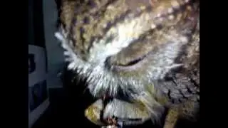 Hibou vs sauterelle