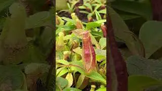 [Auction Item Short] BE-4695 | N. eustachya x ephippiata | New introduction