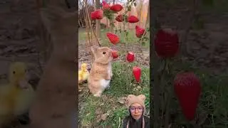 kelinci lucu #kelinci #kelincilucu #kelincisehat #hewankesayangan #viral #viralvideo #fyp