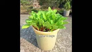 How to grow radish at home #radish #grow #short