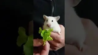 Henry's Daily Snack - No.1 #hamster #snack #snacktime #salad #healthylifestyle #cute