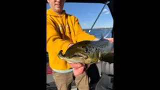 What's Wrong With this Salmon?! Trolling for Lake Trout and Salmon