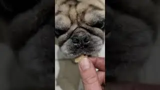 Pug treats!!! (bonus video)
