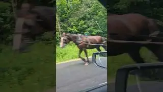#Amish #horse #buggy #roadtrip