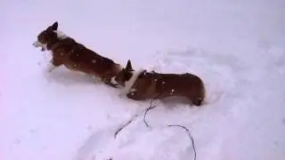 Meri and Remi Corgi Snow Play