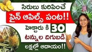 Pineapple Farming in Telugu - How to Start Pineapple Farming? | Pineapple Farming Profits