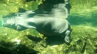 EP58 | Pigs, pygmy hippos & fishes of Singapore Zoo