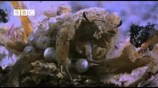 Weird Fancy Dress Crab!