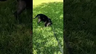 Rover Dog Sitting