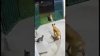 brave cat saves his friend!😺🐶#shorts #funny
