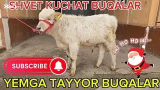 YANGI PARTIYA SHVET BUQALAR ZURLARI KELDI NARXLARI OʻTAYAM Zur Buldi 