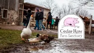 Cedar Row Farm Sanctuary's 2016 Winter Open House