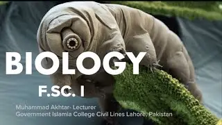 Living World in Time and phyletic lineage