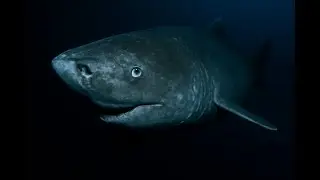 Greenland Shark: The Immortal Predator of the Arctic | 10 Mysterious Facts