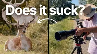 Sigma 150-600 mm Sports lens FIRST IMPRESSIONS for wildlife filmmaking