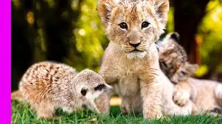 Lions Cubs, Hyena and Meerkat are Best Friends | Oddest Animal Friendships | Love Nature