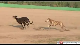 Greyhound race in pakistan 2021 | Dog racing video | track race