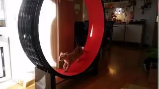CatInMotion 01