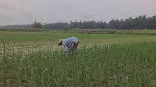 GENIUS IDEA: HAND-PULLING WEEDS IN RICE FIELDS WITHOUT ANY TOOLS - Agriculture Farming