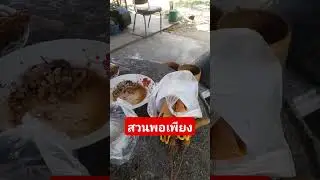 ทานอาหารกลางวัน #psap #food #บ้านเฮาเหล่าล้อ #lifeisbutadream #thaifood