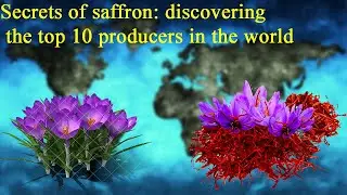 Secrets of saffron: discovering the top 10 producers in the world