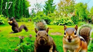 Cat TV: Ultimate Squirrel, Chipmunk, & Bird Watching in a Green Garden 🌿 HD (3 Hours) Ep. 17