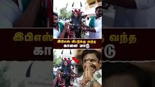 இபிஎஸ் வீட்டுக்கு வந்த காளை மாடு- #எடப்பாடியார் | #eddapadiyar | #realpix