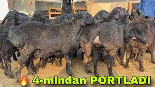 😱4-mlndan 2 BAROBAR ARZON!12-oylik qo‘chqorlar keldi — SHOK NARX!