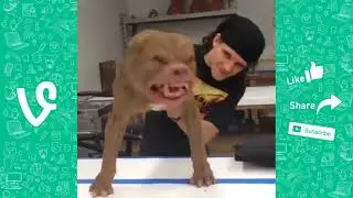 🔴 LIKE A BOSS COMPILATION 2019 AMAZING 11 MINUTES