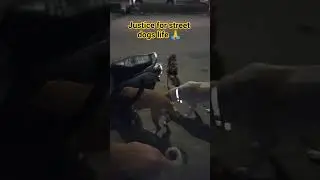 #justicefordogs #feedingstreetdogs #delhidogs #savedogslife #supportmychannel #likeandsubscribe #dog