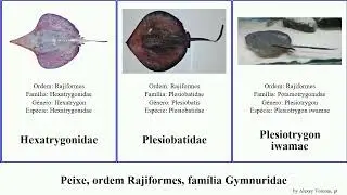 Peixe, ordem Rajiformes, fam&iacute;lia Gymnuridae urobatis fish maculatus jamaicensis chilensis Fuse