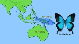 Papilio ulysses at Maraverde Nature Refuge (Whyanbeel, Daintree rainforest, Queensland, Australia)