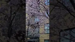 Gorgeous spring cherry blossom in London,spring time represents beauty, rebirth and fertility !