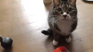 猪突猛進の猫としたたかな猫と学習する猫