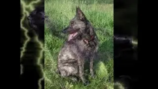 Bouvier des Ardennes (Арденский бувье)