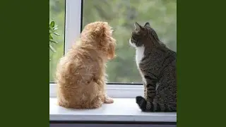Raindrops for Pet Serenity