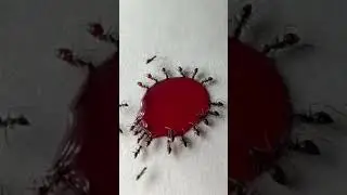Ants VS Liquid Candy