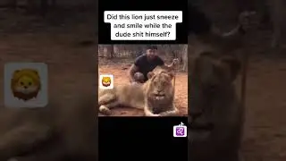 Lion sneezes and smiles😂