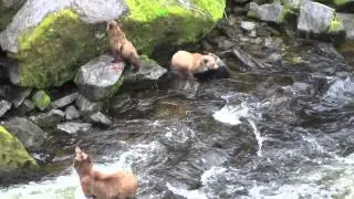 Mama Brown Bear with Cubs